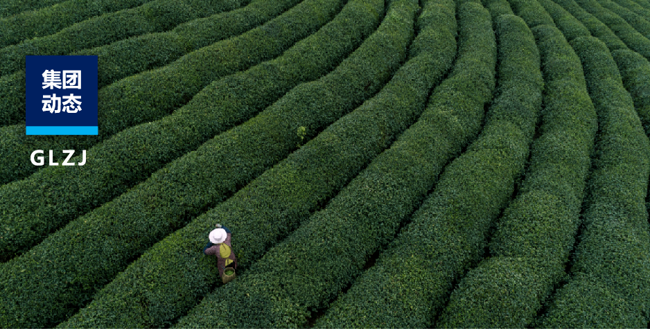 茶园到茶杯，亿万先生MR质检若何为陕茶全产业链注入“硬核力量”？